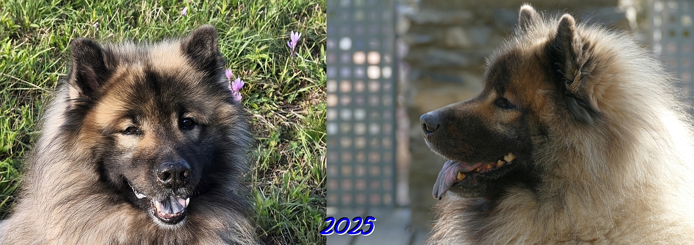 2025  - Das elfte Jahr